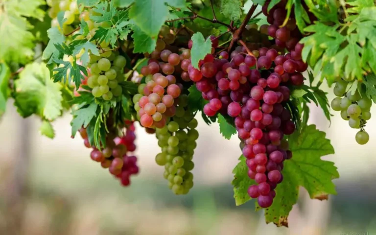 tips memanen buah anggur