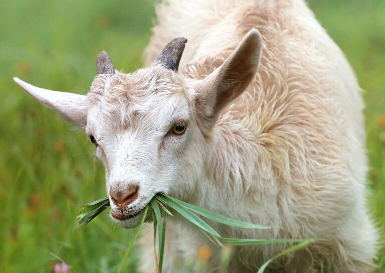 memulai bisnis ternak kambing