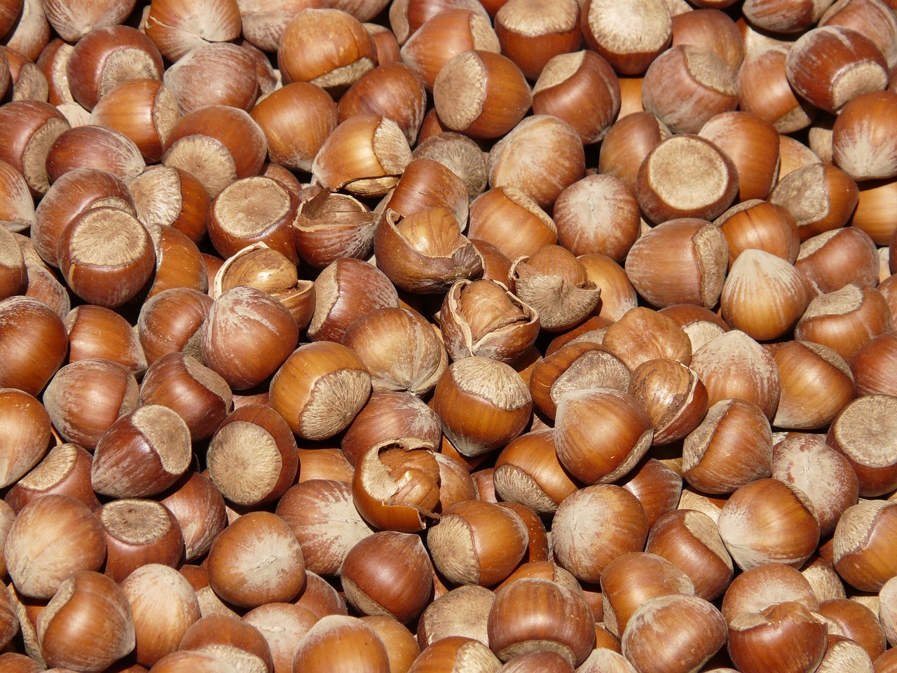 manfaat kacang hazelnut