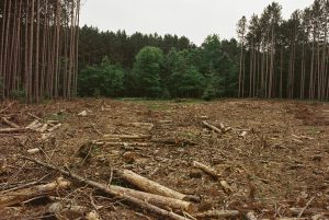 Perusakan hutan