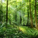 pentingnya menjaga hutan