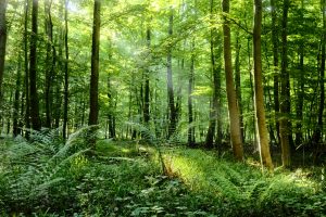 pentingnya menjaga hutan