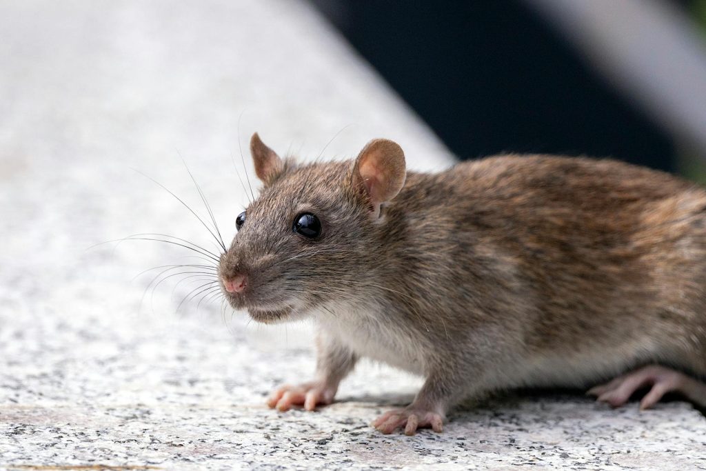 Membasmi hama tikus