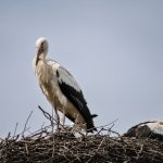 burung bangau