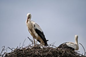 burung bangau