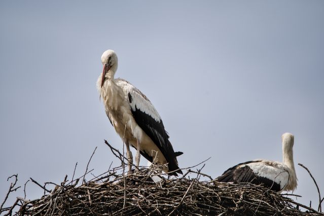 burung bangau