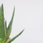 resep jelly aloe vera