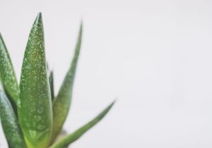 resep jelly aloe vera