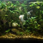 tips membuat aquascape