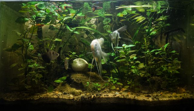 tips membuat aquascape
